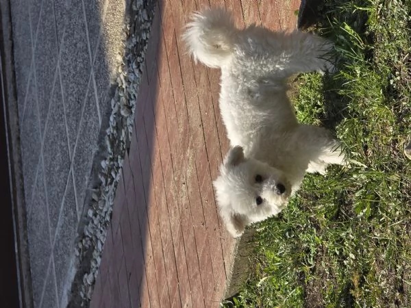 Vendo Cane Bichon Frise 4 mesi