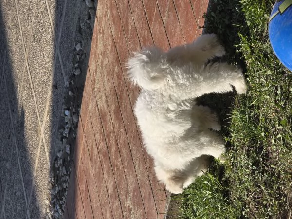 Vendo Cane Bichon Frise 4 mesi | Foto 1