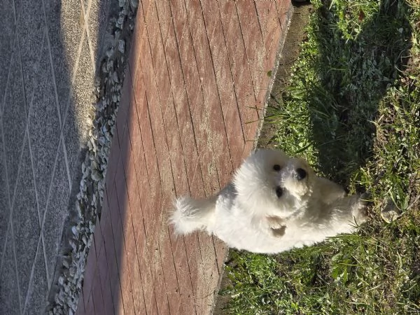 Vendo Cane Bichon Frise 4 mesi | Foto 0