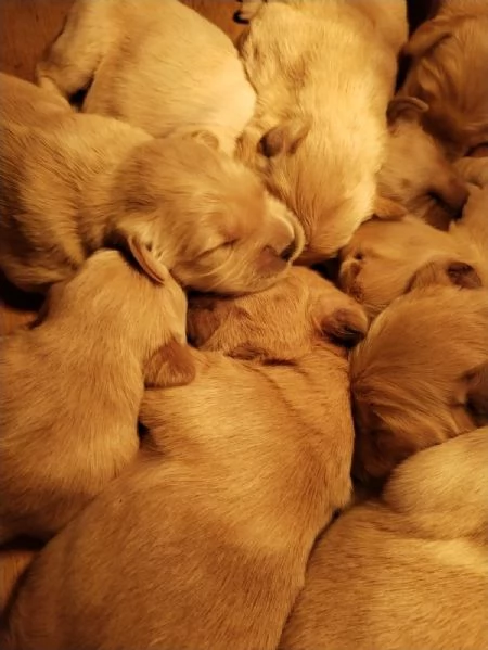 Cuccioli golden  retriever