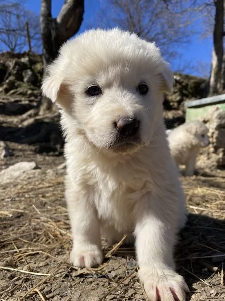 Cuccioli speciali cercano casa