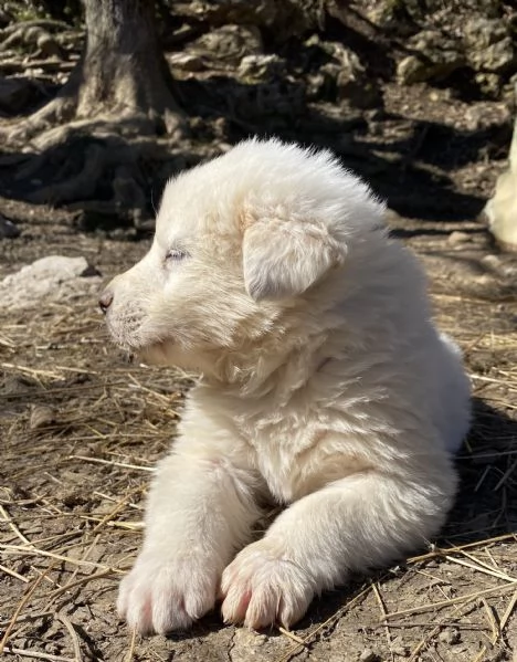 Cuccioli speciali cercano casa | Foto 6