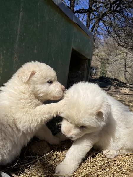 Cuccioli speciali cercano casa | Foto 5