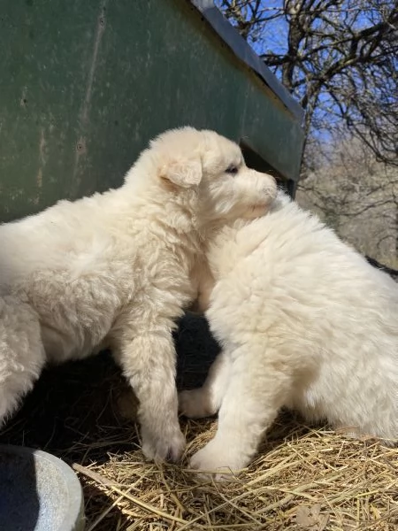 Cuccioli speciali cercano casa | Foto 4