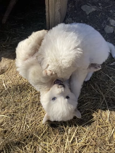 Cuccioli speciali cercano casa | Foto 3