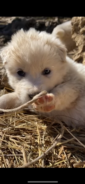 Cuccioli speciali cercano casa | Foto 2