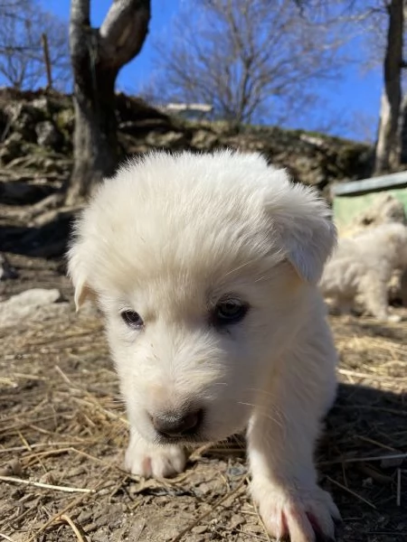 Cuccioli speciali cercano casa | Foto 1