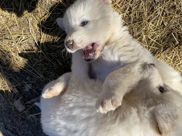 Cuccioli speciali cercano casa | Foto 0