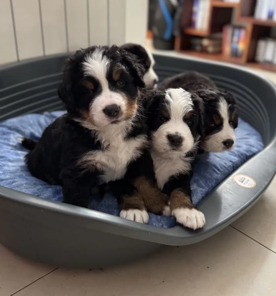 Cuccioli Bovaro del Bernese 