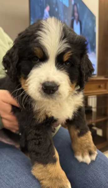 Cuccioli Bovaro del Bernese  | Foto 1