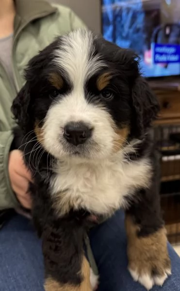 Cuccioli Bovaro del Bernese  | Foto 0