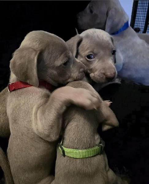 Supercucciolata di Weimaraner