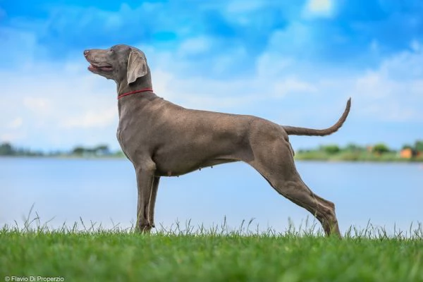 Supercucciolata di Weimaraner | Foto 5