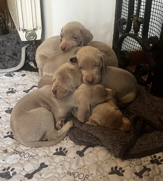 Supercucciolata di Weimaraner | Foto 0