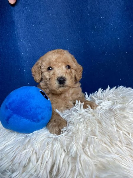 Cuccioli di barboncino Albicocca 