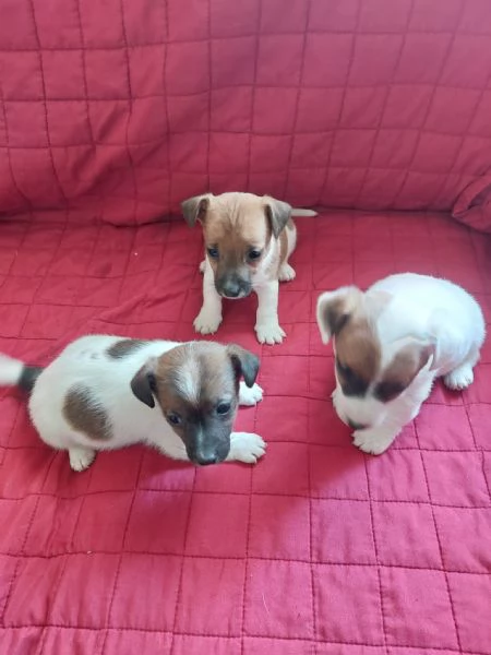 Cuccioli di Jack Russell | Foto 6