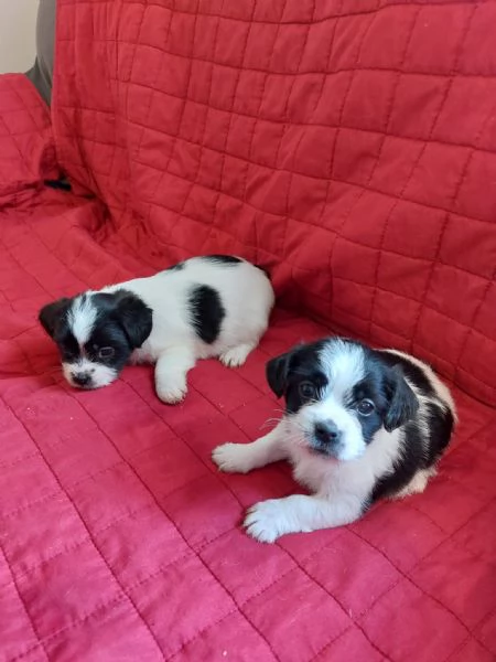 Cuccioli di Jack Russell | Foto 3