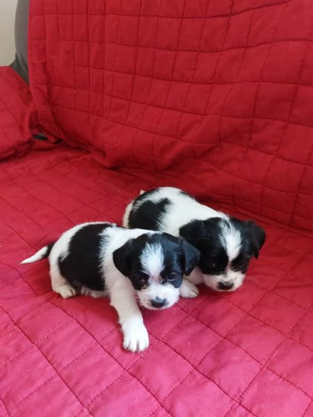 Cuccioli di Jack Russell