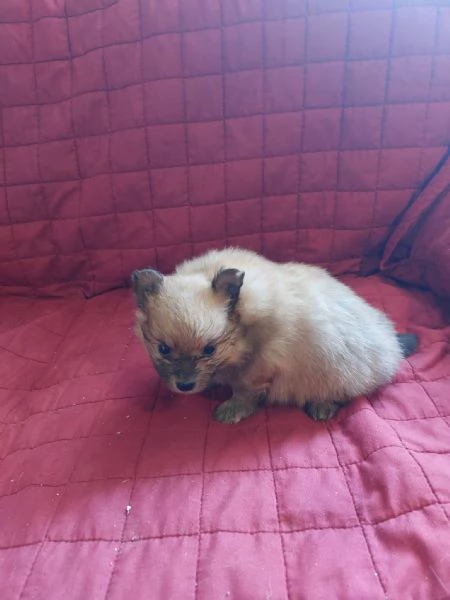 Cuccioli di Volpino di Pomerania | Foto 3