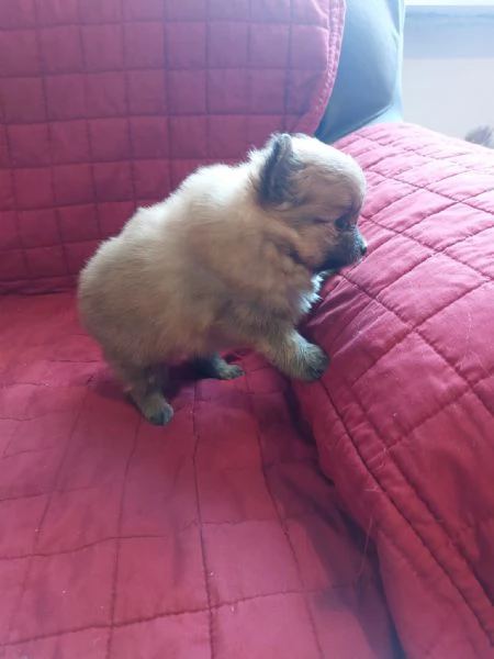 Cuccioli di Volpino di Pomerania | Foto 2