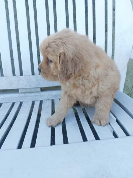 Cuccioli di Golden Retriever americano | Foto 3