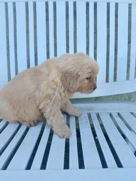 Cuccioli di Golden Retriever americano | Foto 2