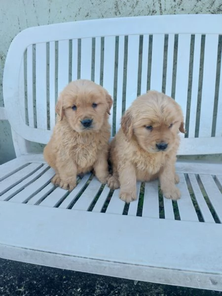 Cuccioli di Golden Retriever americano