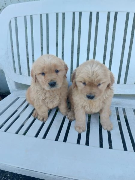 Cuccioli di Golden Retriever americano | Foto 0