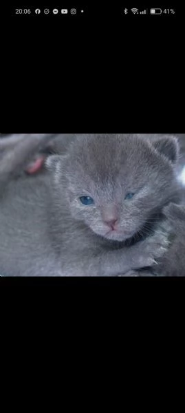 Cuccioli di Certosino PURISSIMI | Foto 4