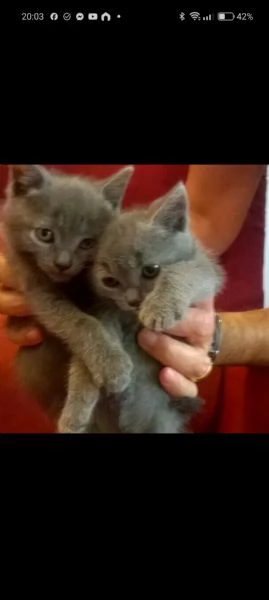 Cuccioli di Certosino PURISSIMI | Foto 1