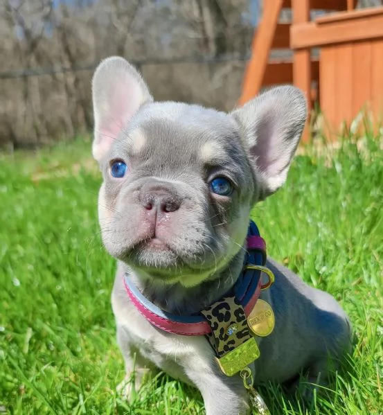 Cuccioli di bulldog francese di razza pura | Foto 1