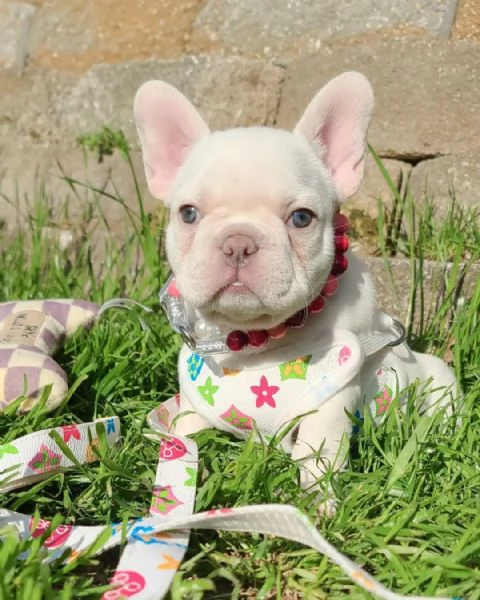 Cuccioli di bulldog francese di razza pura | Foto 0