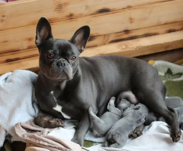 Cuccioli di bulldog francese in colori molto belli