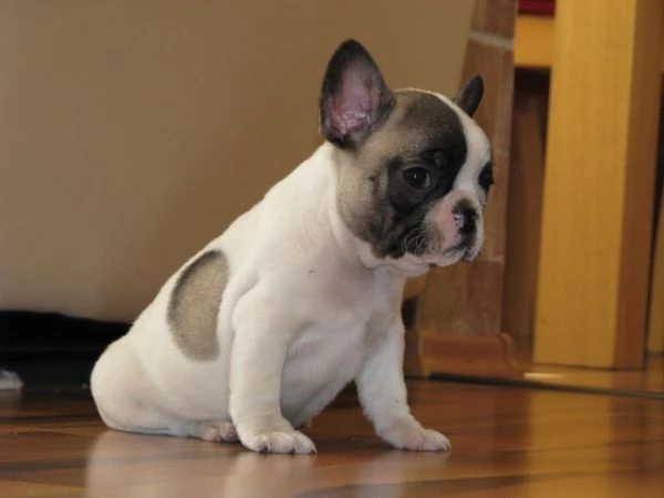 Cuccioli di bulldog francese | Foto 1