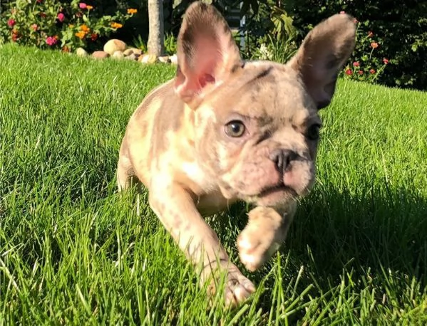 Cuccioli di bulldog francese | Foto 0