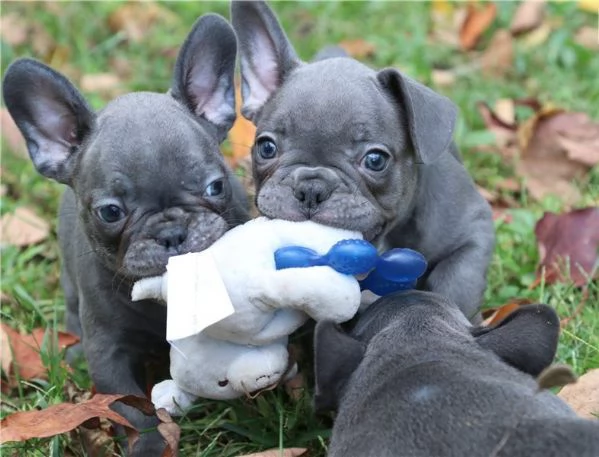 Cuccioli di bulldog francese