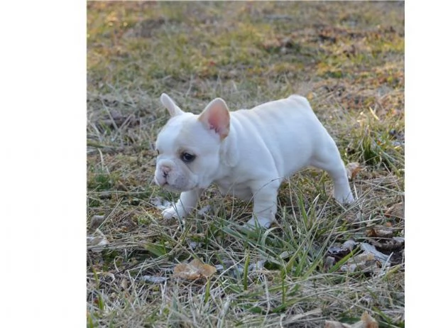 Cuccioli di bulldog francese disponibili | Foto 0