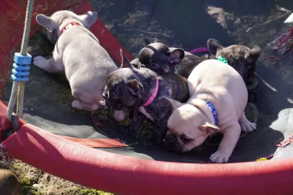 6 cuccioli di bulldog francese di razza pura