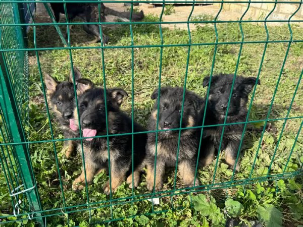 Cuccioli di Pastore Tedesco disponibili