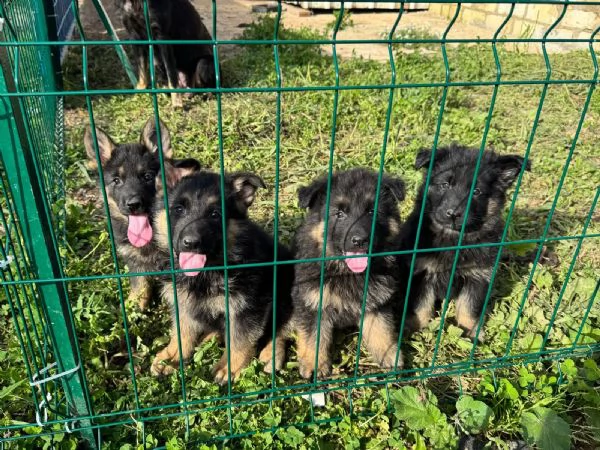 Cuccioli di Pastore Tedesco disponibili | Foto 3