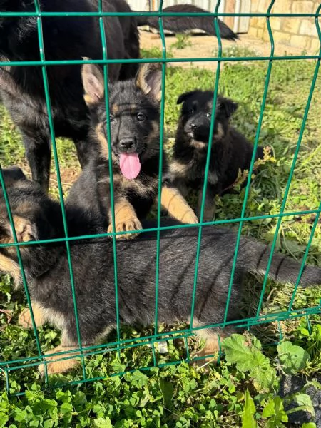 Cuccioli di Pastore Tedesco disponibili | Foto 2