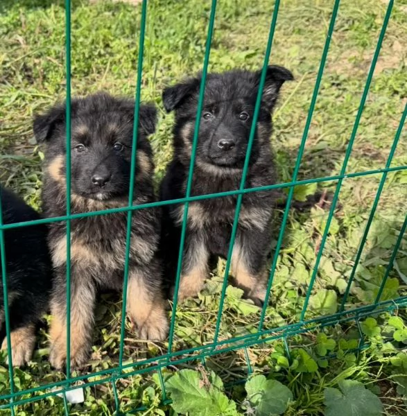 Cuccioli di Pastore Tedesco disponibili | Foto 0