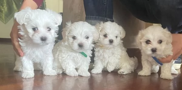 Cuccioli di maltese toy 3 maschietti 1 femminuccia