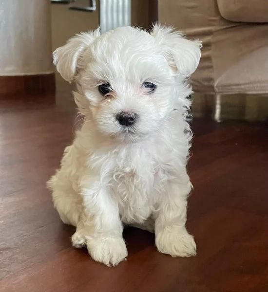 Cuccioli di maltese toy 3 maschietti 1 femminuccia | Foto 3