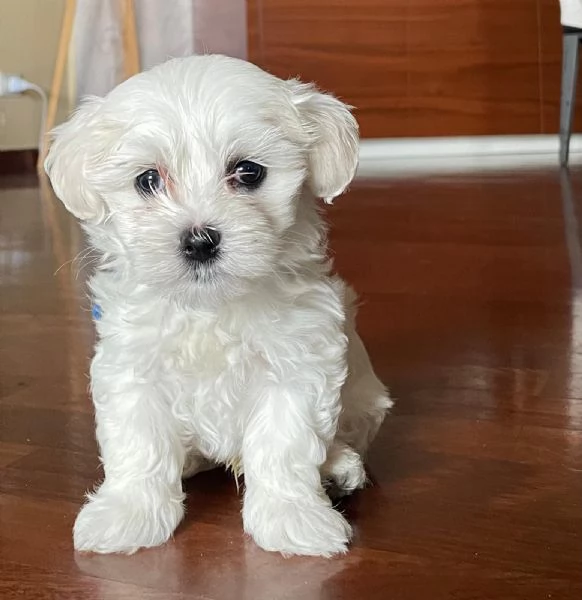 Cuccioli di maltese toy 3 maschietti 1 femminuccia | Foto 2