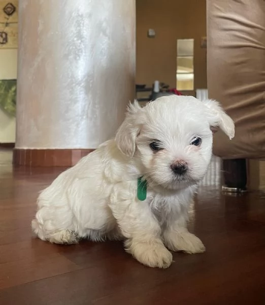 Cuccioli di maltese toy 3 maschietti 1 femminuccia | Foto 1