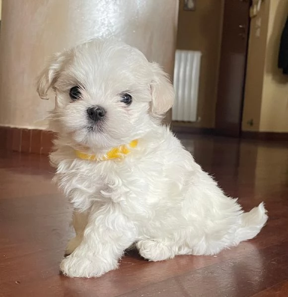 Cuccioli di maltese toy 3 maschietti 1 femminuccia | Foto 0