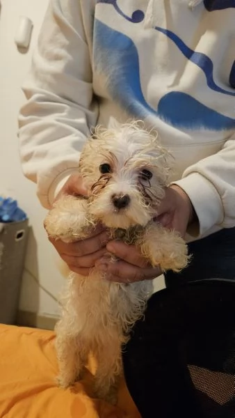 Cucciole di maltese coreano | Foto 4