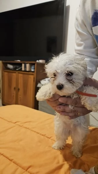 Cucciole di maltese coreano | Foto 3