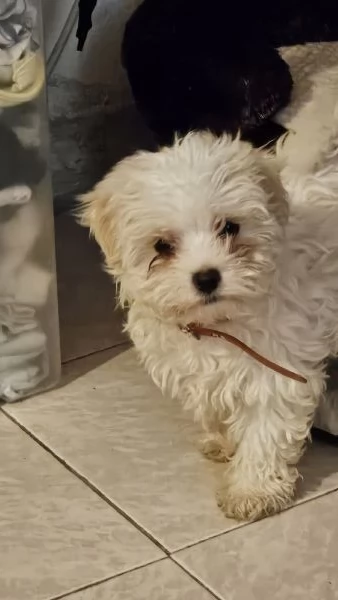 Cucciole di maltese coreano | Foto 1